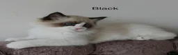 Ragdoll cats for sale: TICA Registered Ragdoll Kittens - Advert 7