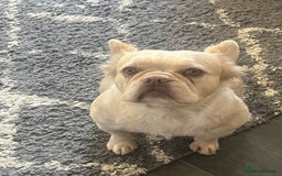 French Bulldog dogs for sale: Gorgeous fluffy Frenchie female  - Image 7