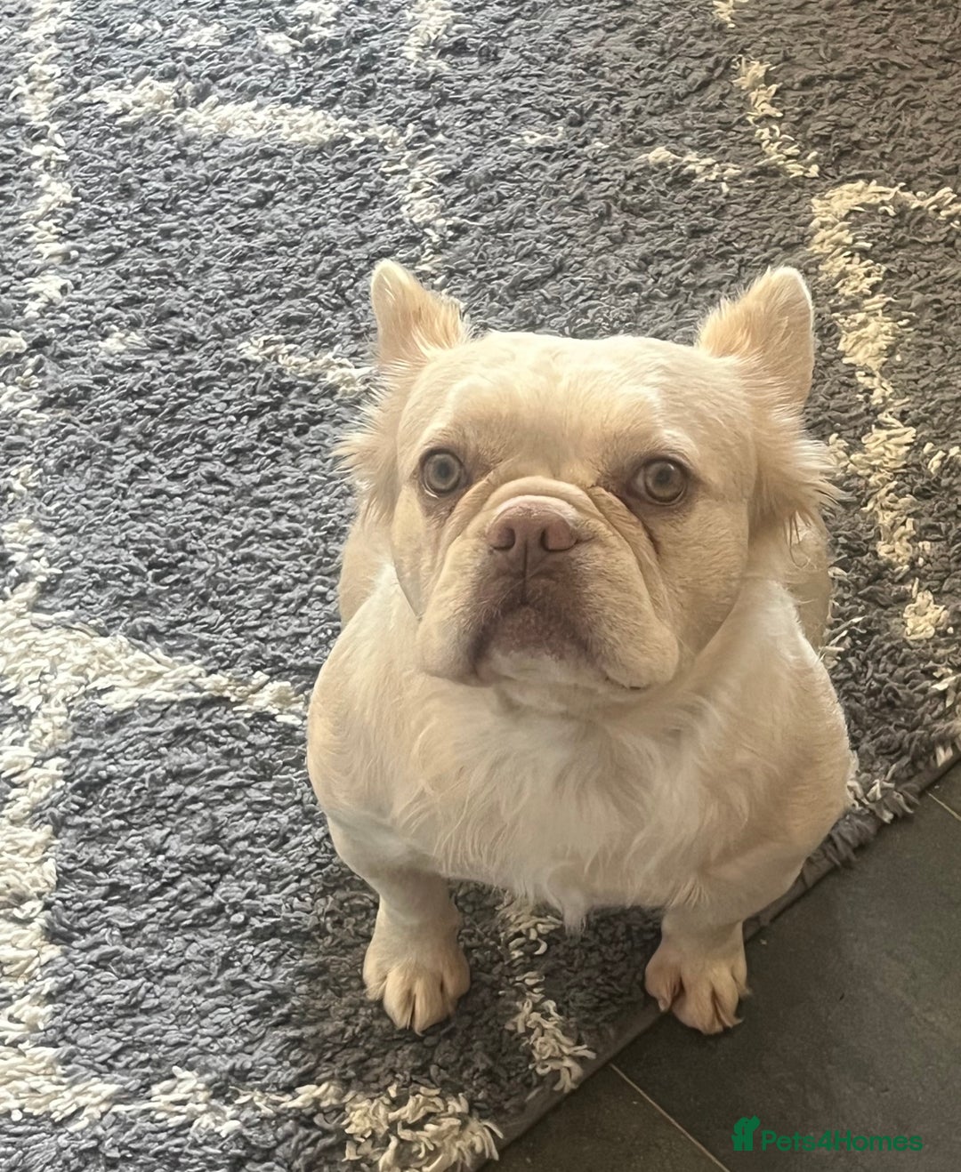 French Bulldog dogs for sale: Gorgeous fluffy Frenchie female  - Image 7