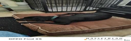 Labrador Retriever dogs for sale: Lunah black lab 4 years old  in Farnborough - Advert 6