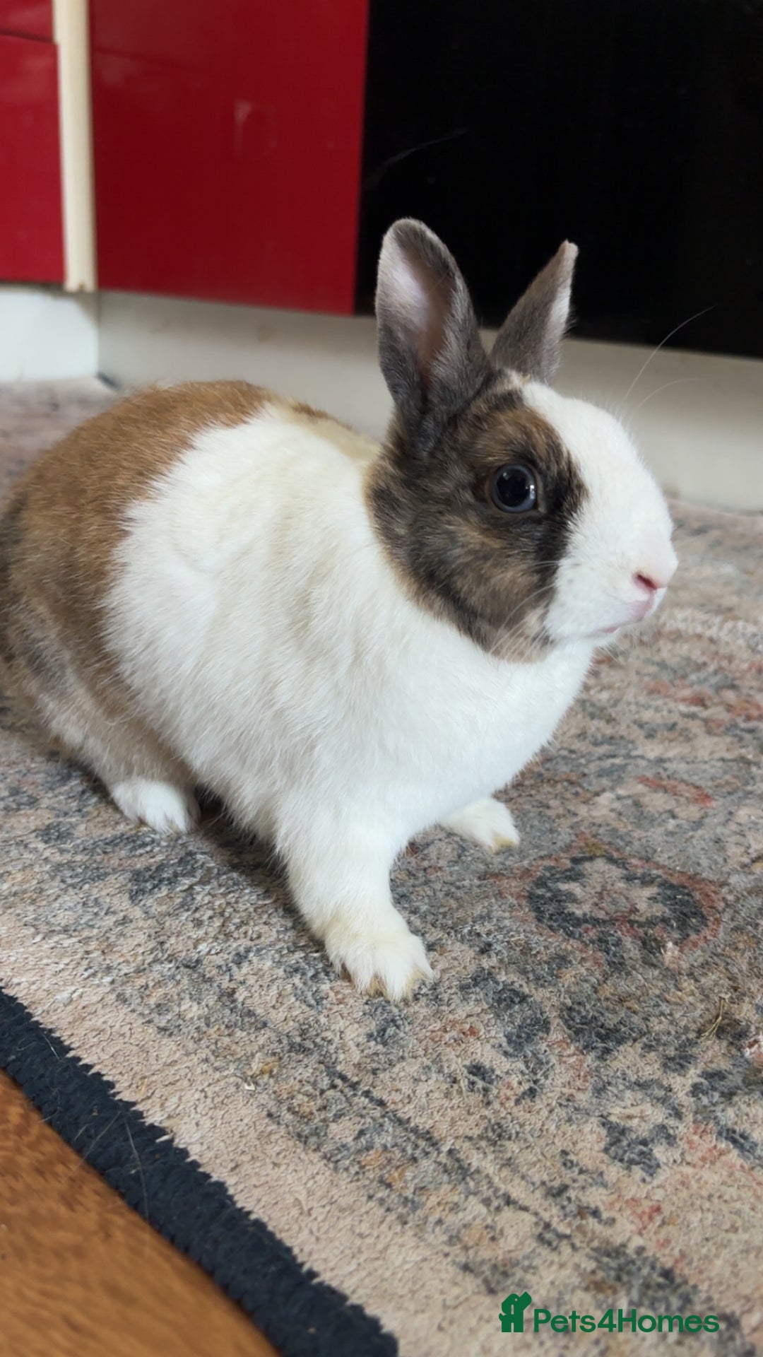 Netherland Dwarf rabbits for sale: Netherland x dutch rabbit “Meddle” - Image 3