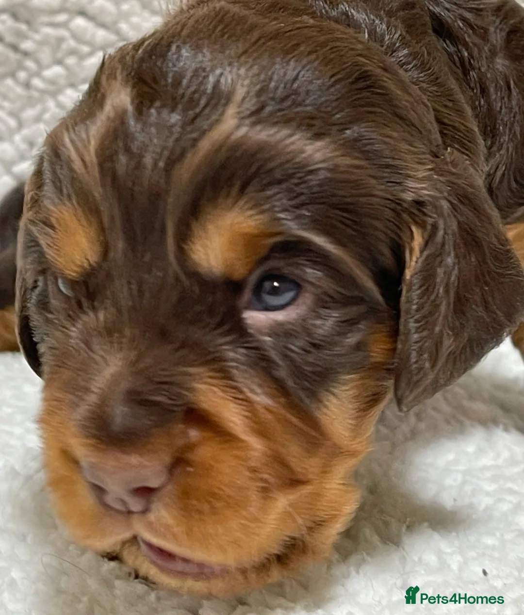Cocker Spaniel dogs for sale: Working cocker spaniels - Advert 15