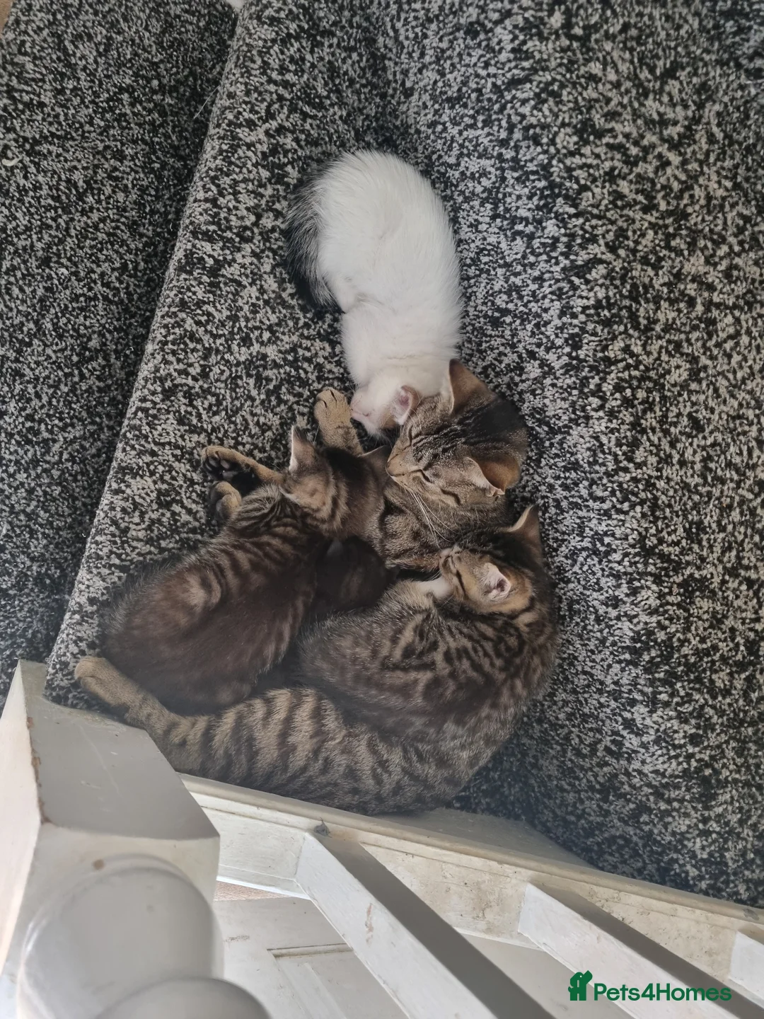 Domestic Shorthair cats for sale: Beautiful tabby boy kitten  - Advert 2