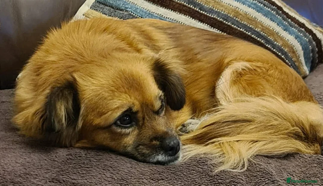 Mixed Breed dogs for adoption: Lottie seeking forever home - Advert 2