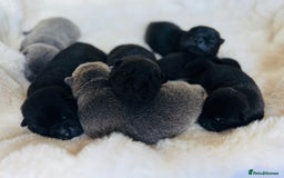 Mixed Breed dogs for sale: ChowPei Pups  - Image 5