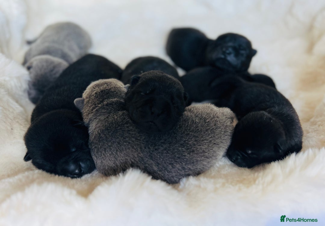 Mixed Breed dogs for sale: ChowPei Pups  - Image 5