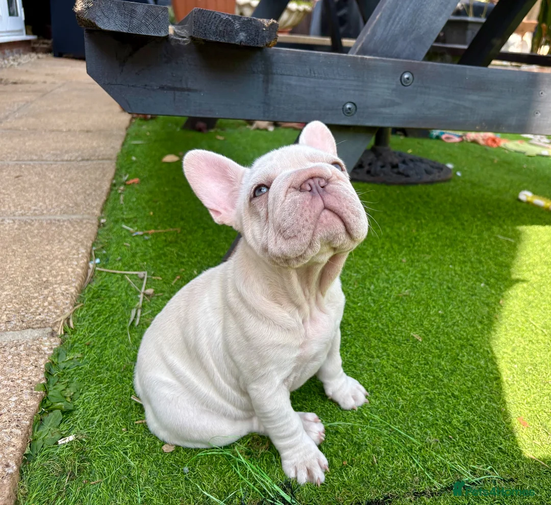 French Bulldog dogs for sale: STUNNING FRENCH BULLDOG GIRL - Advert 1