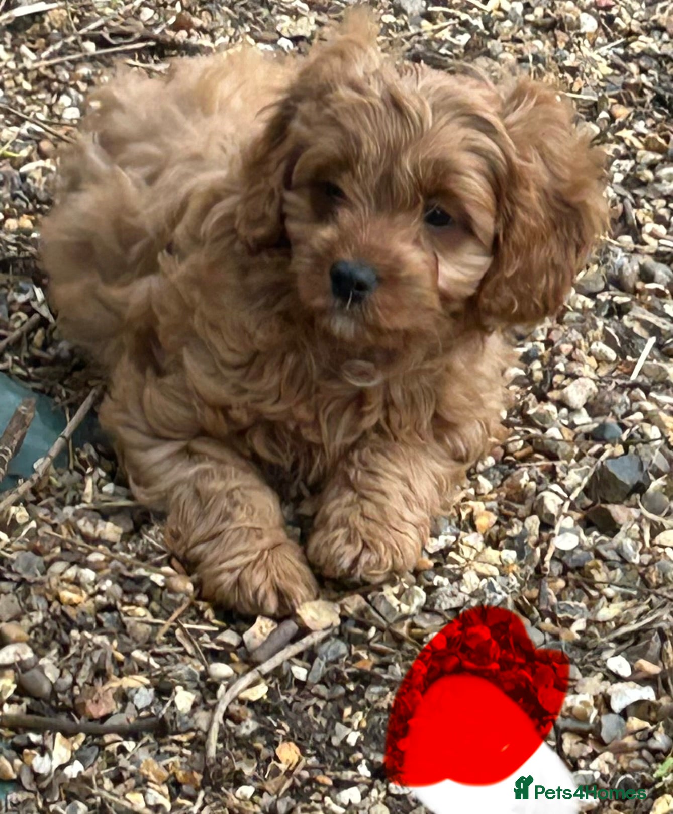 Cavapoo dogs Beautiful Cavapoo pups - Advert 9