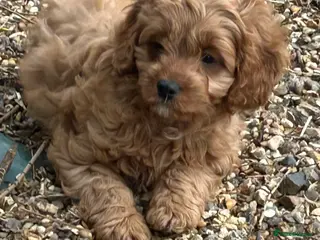 Cavapoo dogs Beautiful Cavapoo pups - Advert 9