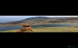 Labrador Retriever dogs for stud: Noah - Fox Red labrador pedigree -For Stud - Image 7