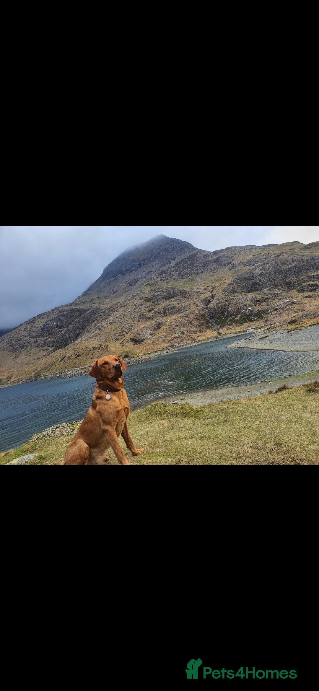 Labrador Retriever dogs for stud: Noah - Fox Red labrador pedigree -For Stud - Image 7