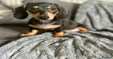 Dachshund dogs - Advert 9