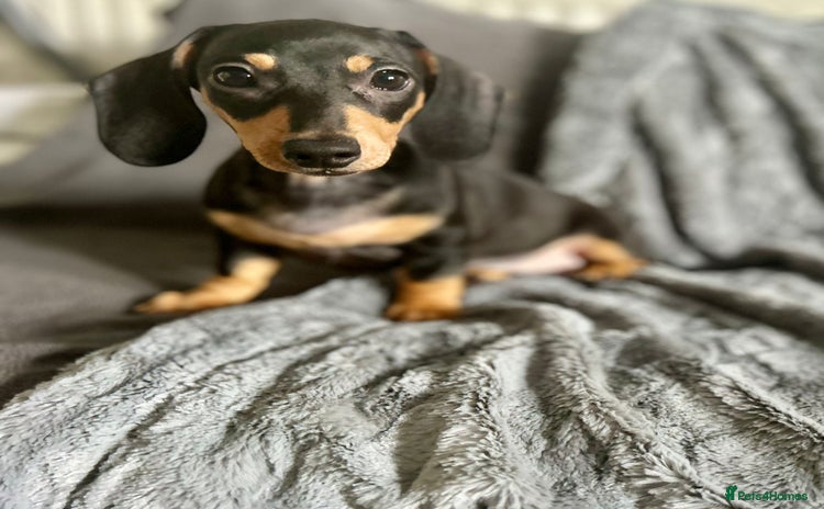 Dachshund dogs - Advert 4