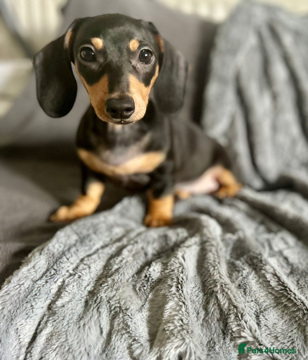 Dachshund dogs for sale: DACHSUND PUPPIES , ONE GIRL AND ONE BOY LEFT  - Image 3