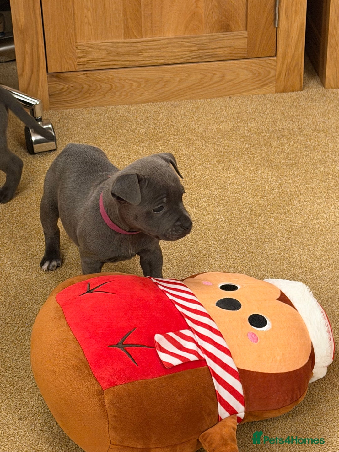 Staffordshire Bull Terrier dogs for sale: KC Registered/Health Tested Blue SBT Puppies - Advert 19