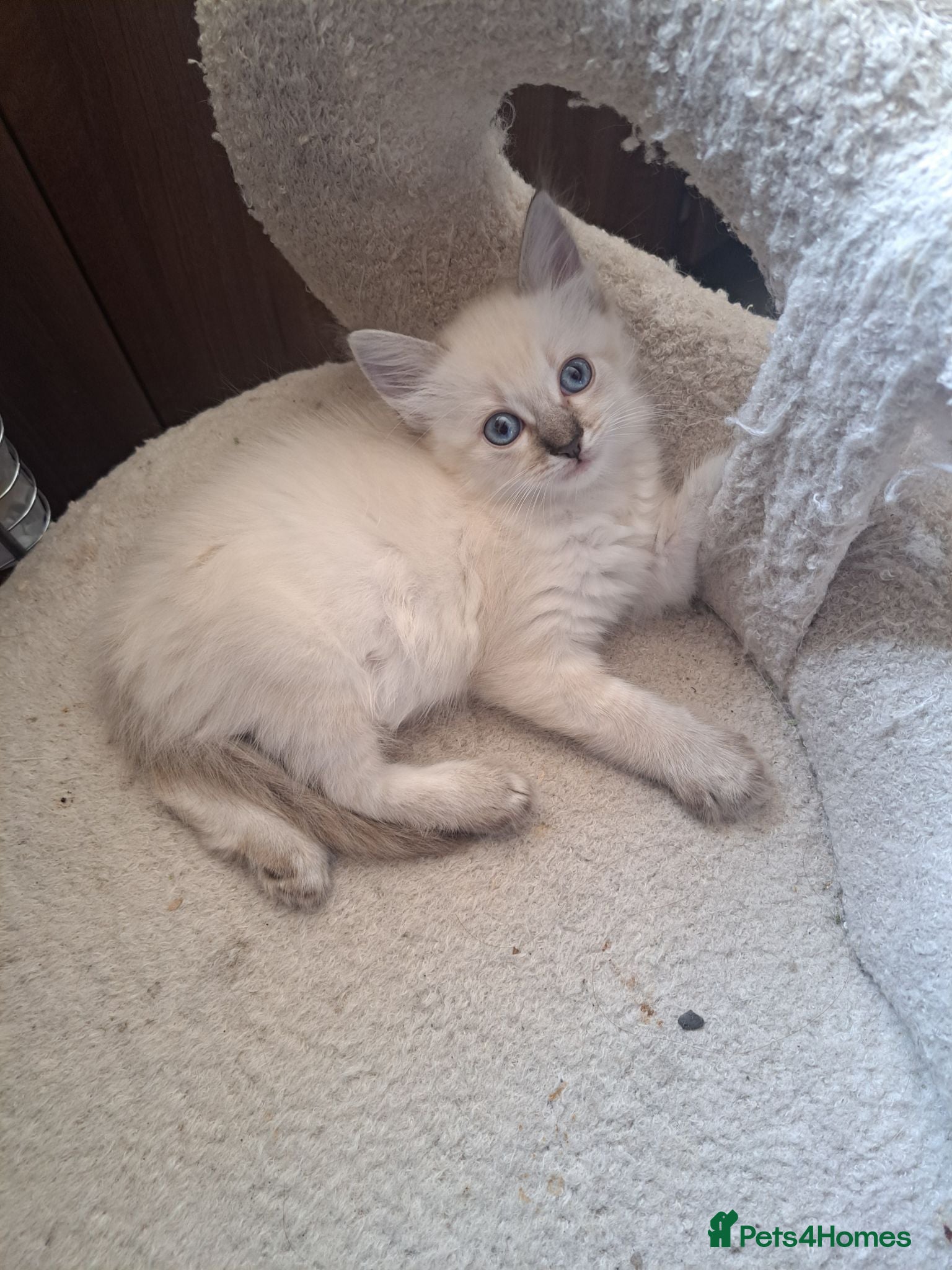Mixed Breed cats Beautiful girl blue-eyed  - Advert 13