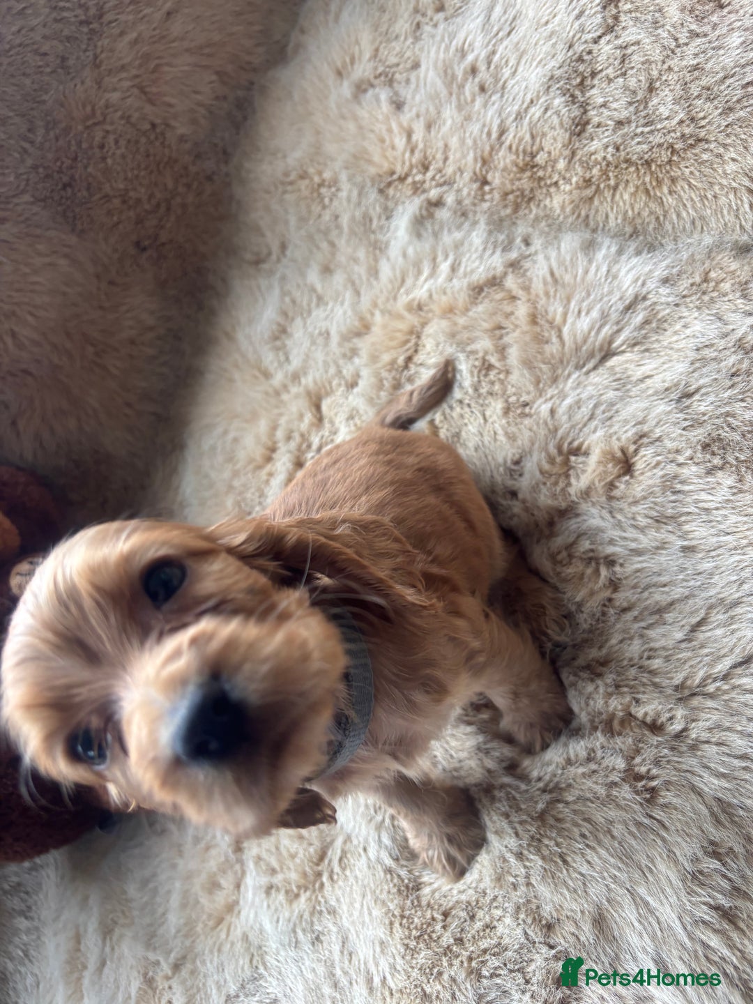 Cocker Spaniel dogs for sale: Cocker spaniel puppies  - Image 14