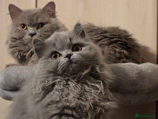 British Longhair cats Extremely beautiful British Longhair girl. - Advert 8