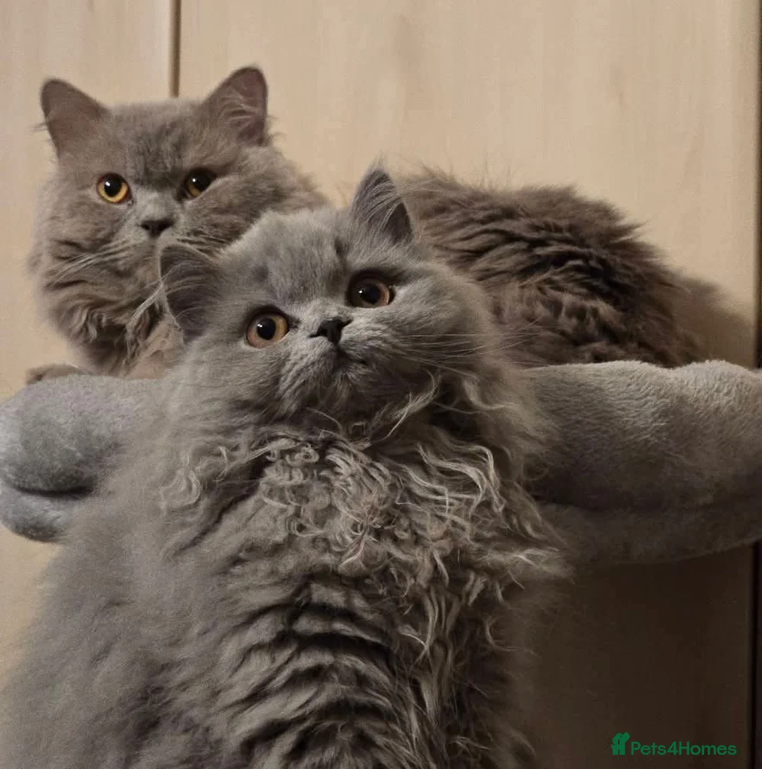 British Longhair cats for sale: Gorgeous Britishlonghair girl, GCCF Registered. - Advert 2