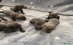 Staffordshire Bull Terrier dogs for sale: Pure breed blue Staffordshire bull terrier - Image 1