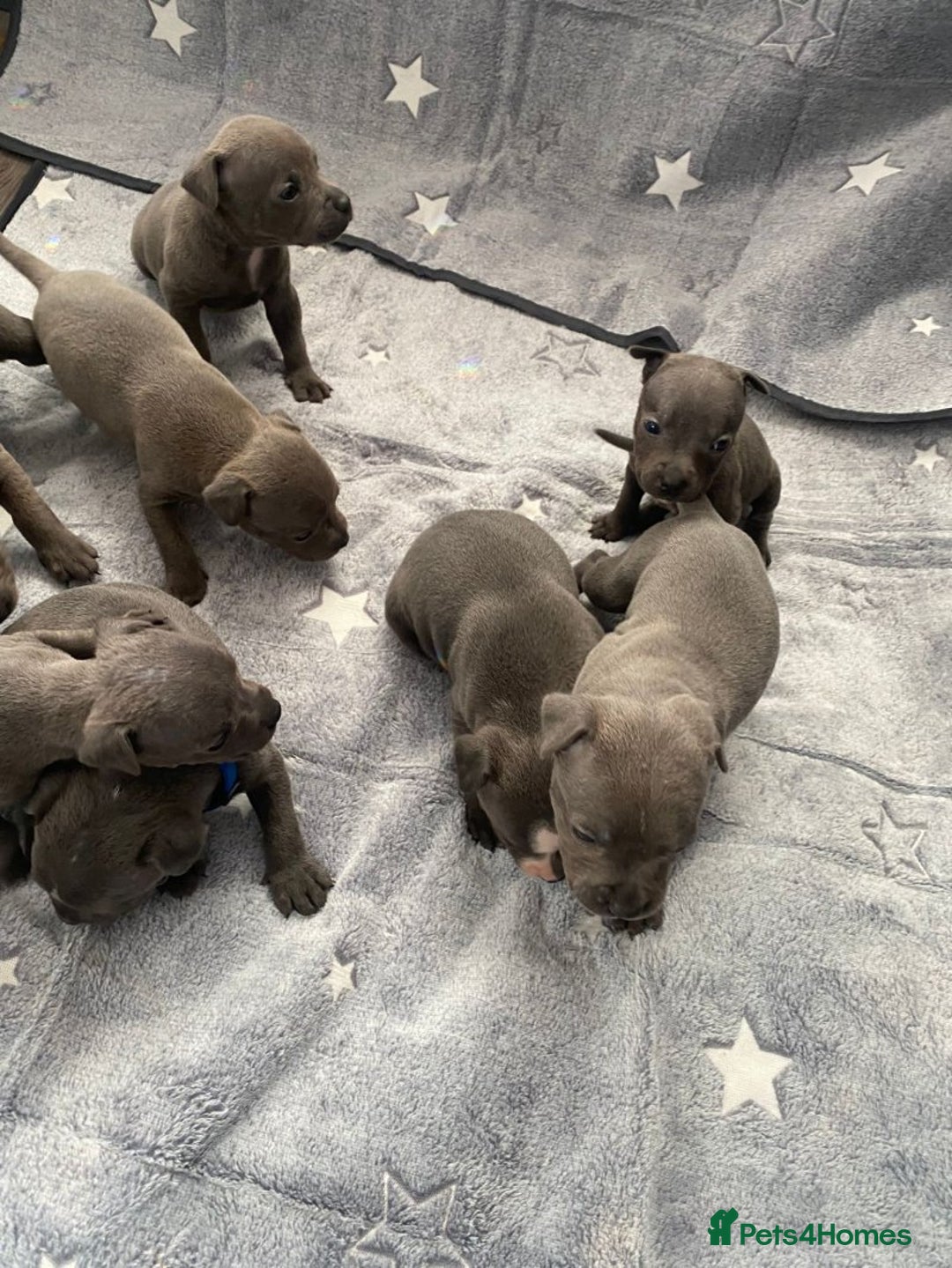 Staffordshire Bull Terrier dogs for sale: Pure breed blue Staffordshire bull terrier - Image 1