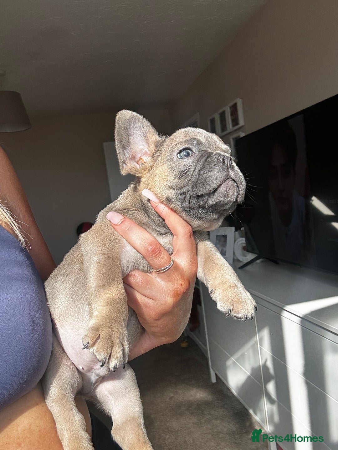 French Bulldog dogs for sale: Lilac bluefawn Frenchbulldog puppies ready to go   - Image 7