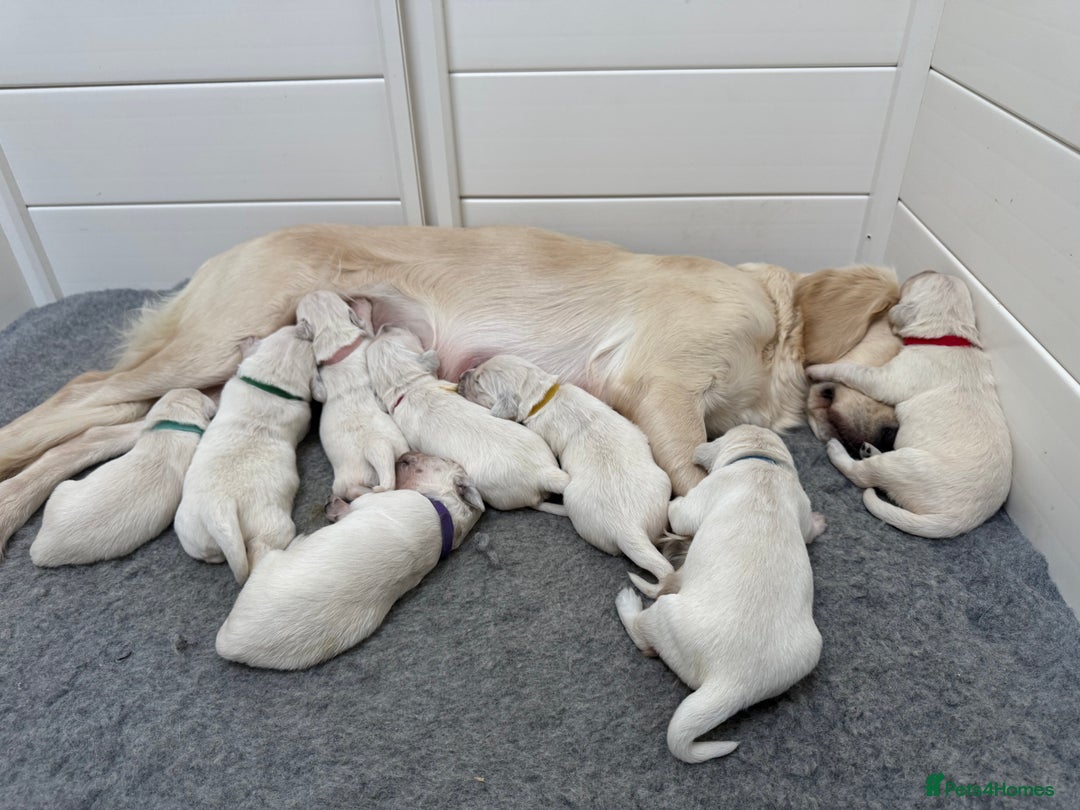 Golden Retriever dogs for sale: KC Beautiful Golden Retriever Cream Puppies - Advert 2