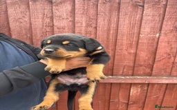 Rottweiler dogs for sale: Pure rottweiler  - Image 10