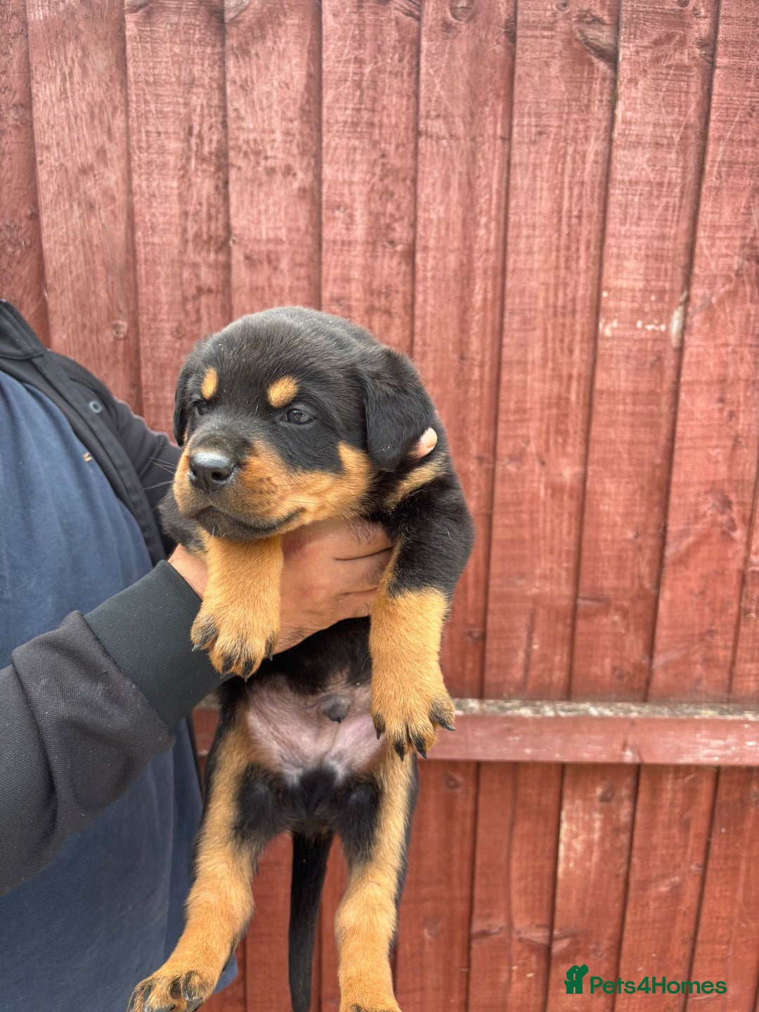 Rottweiler dogs for sale: Pure rottweiler  - Image 10
