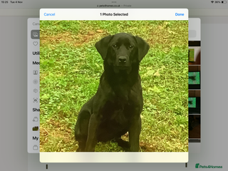 Labrador Retriever dogs - Advert 22