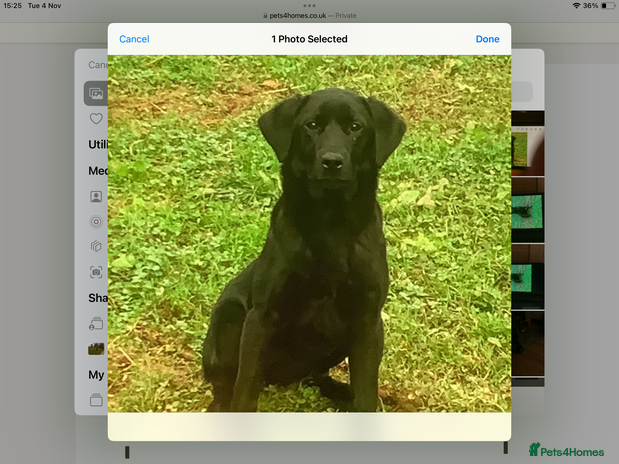 Labrador Retriever dogs - Advert 4