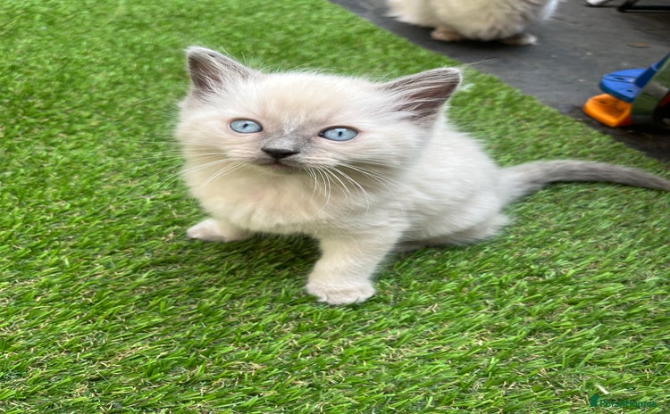 Ragdoll cats - Advert 6