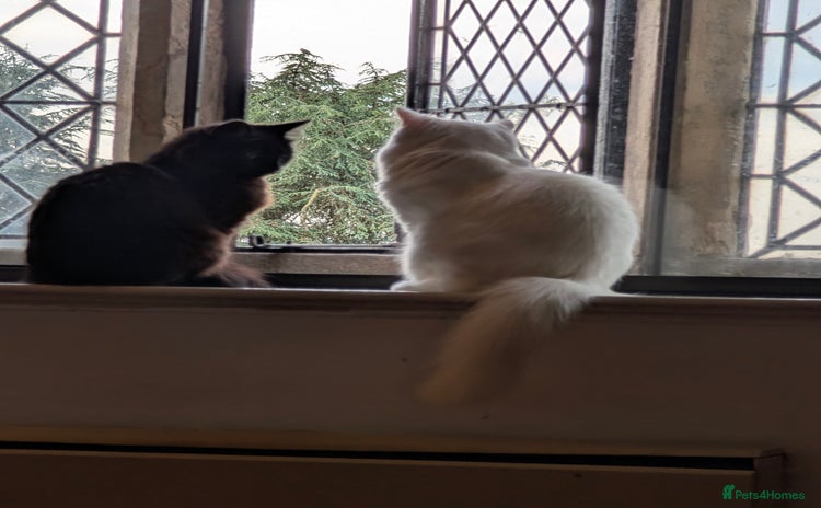 Mixed Breed cats - Advert 9