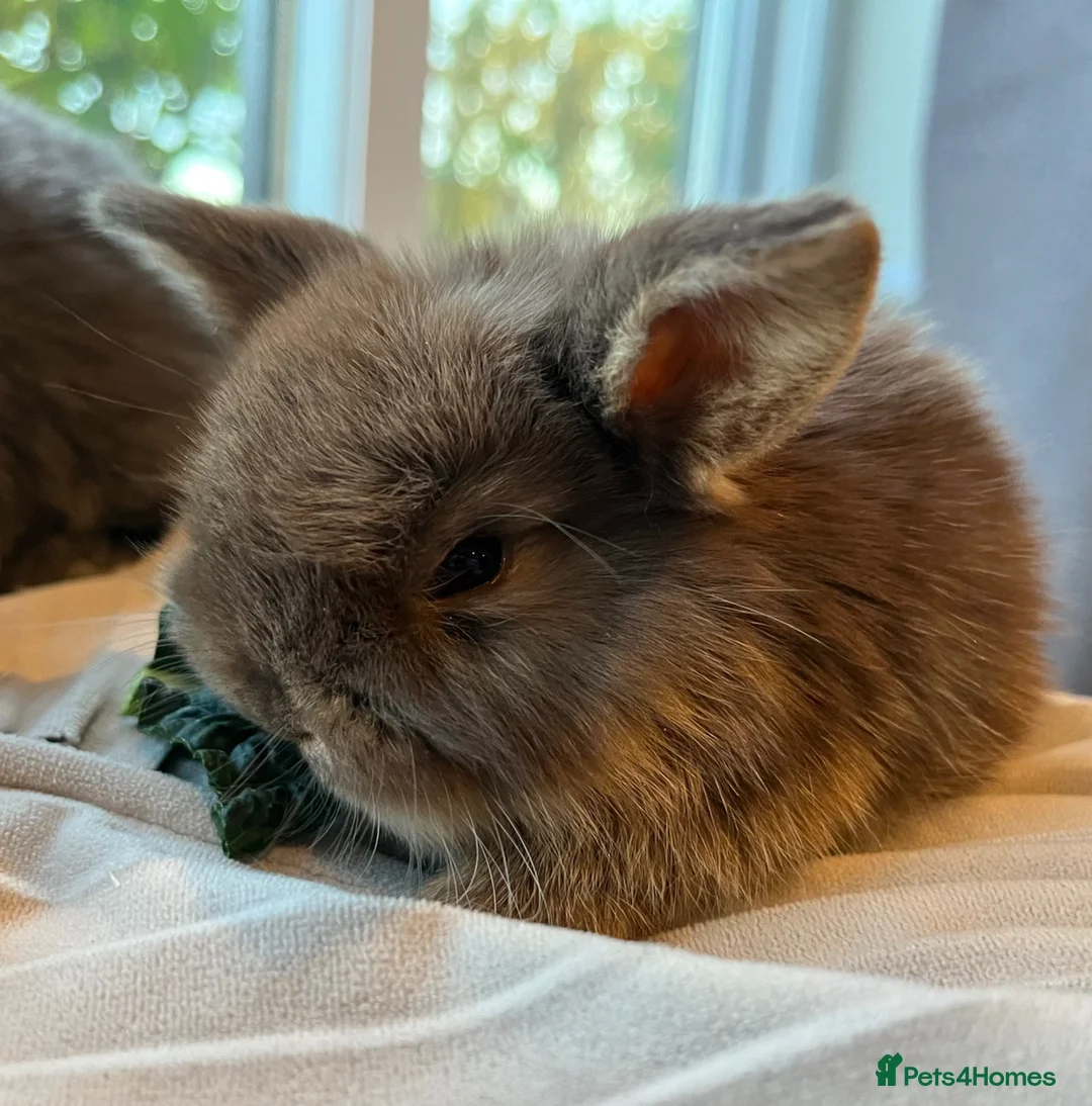 Mini Lop rabbits for sale: Mini lop kits choc, choc otter and blue RTL 15.05 - Advert 1