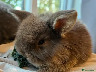 Mini Lop rabbits Mini lop kits choc, choc otter and blue RTL 15.05 - Advert 2