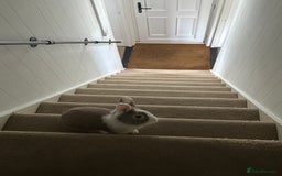 Lionhead rabbits for sale: Toffee - Image 2