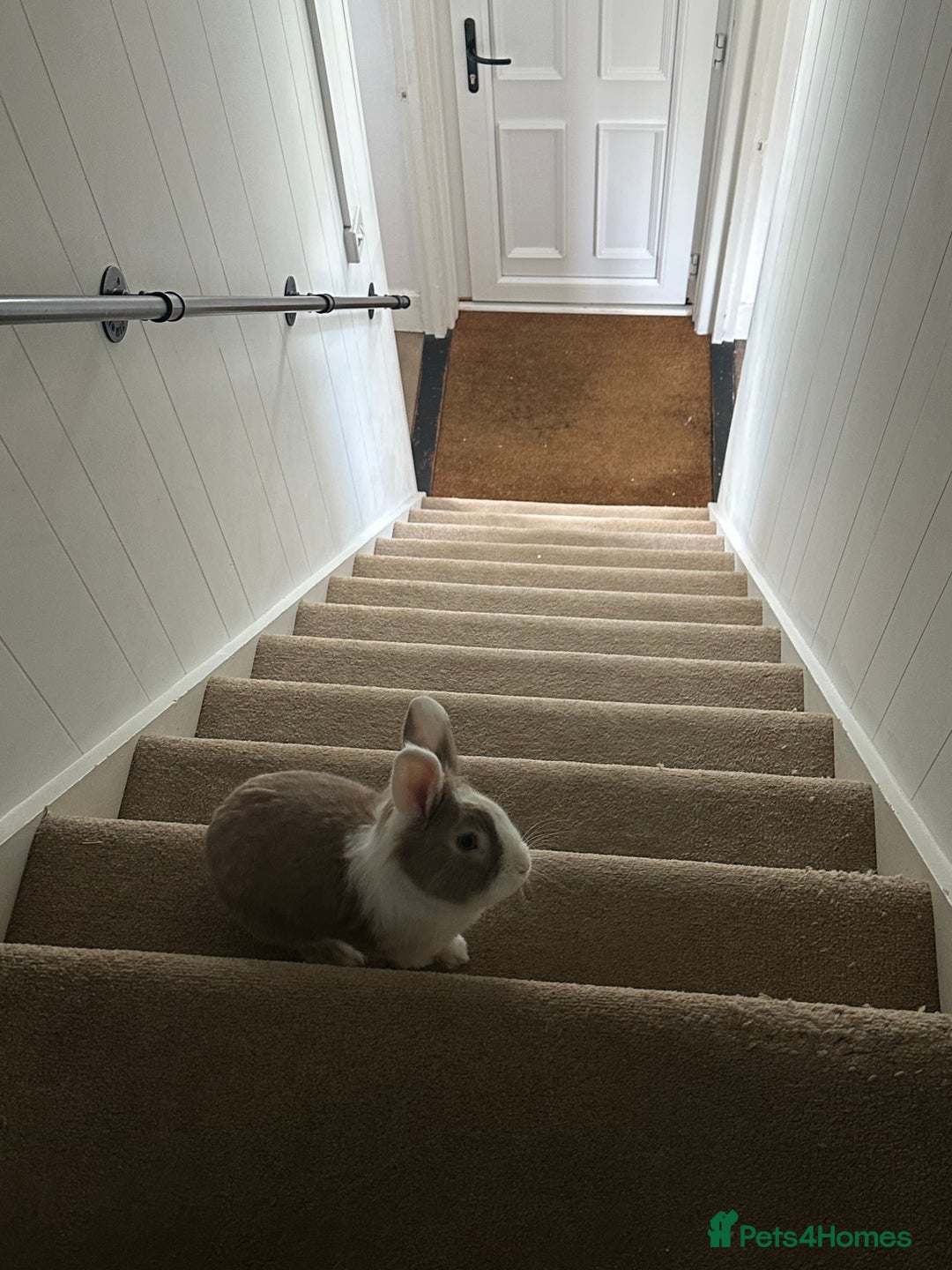 Lionhead rabbits for sale: Toffee - Image 2