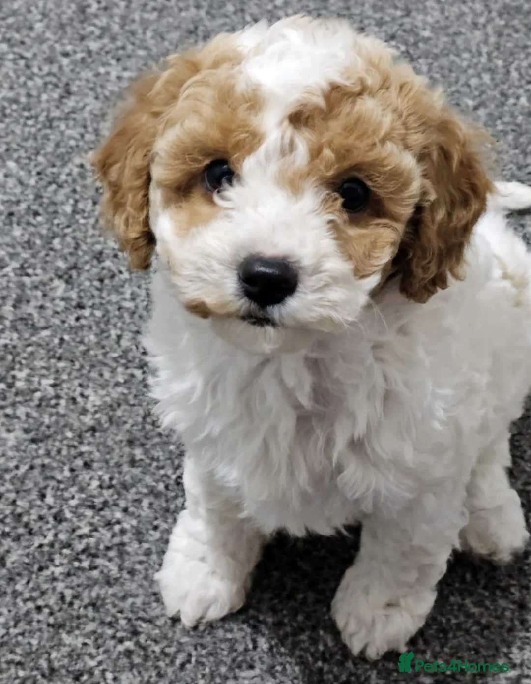 Cavapoo dogs for sale: Puppies for sale in Swansea - Advert 2