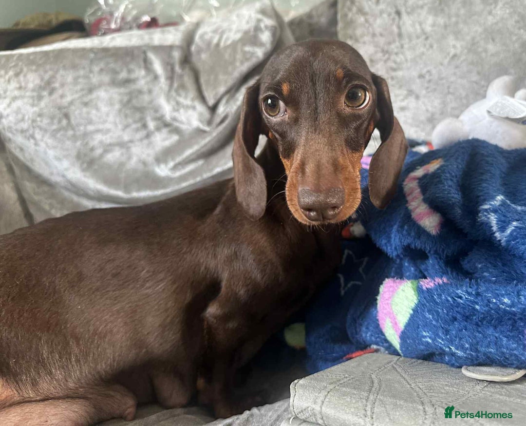 Dachshund dogs for sale: Puppies for sale - Image 12