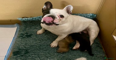 French Bulldog dogs - Advert 4