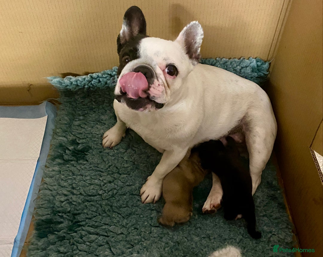French Bulldog dogs for sale: KC reg pure French Bulldog puppies - Image 2