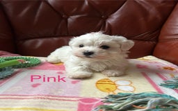 Maltese dogs for sale: Extra mini adorable pups in Bury - Image 7