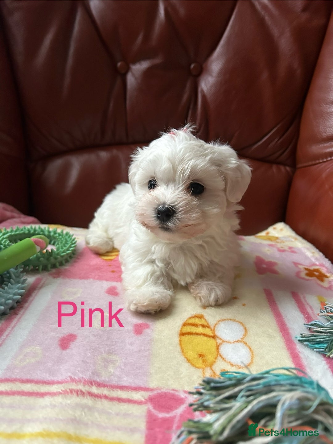 Maltese dogs for sale: Extra mini adorable pups in Bury - Image 7