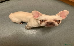 French Bulldog dogs for sale: Female white French bulldog 11 months old  - Image 4