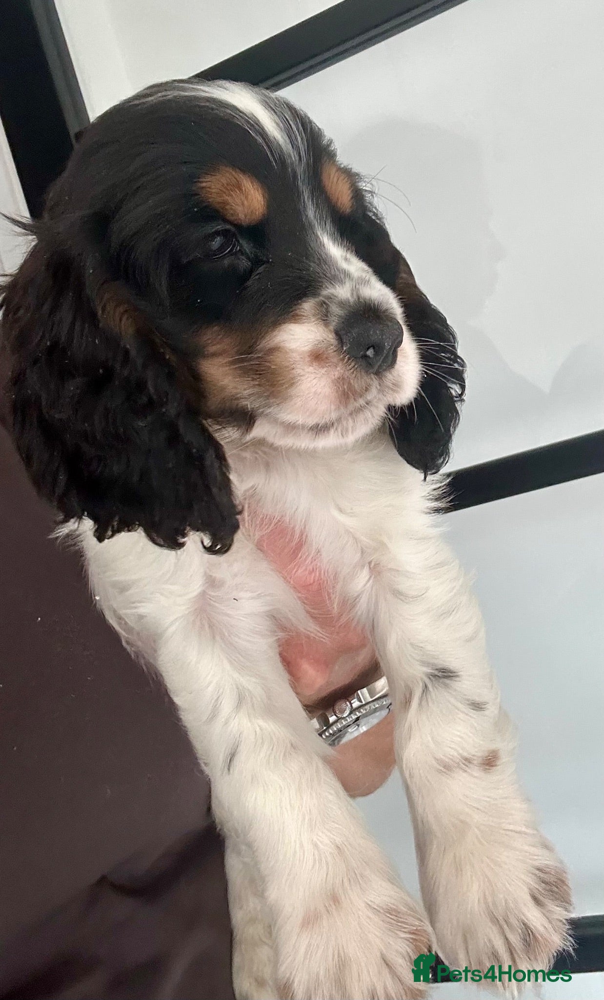 Cocker Spaniel dogs Quality Show type cocker spaniel puppies  - Advert 11