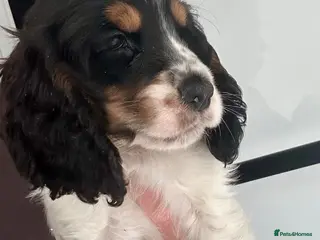 Cocker Spaniel dogs Quality Show type cocker spaniel puppies - Advert 11