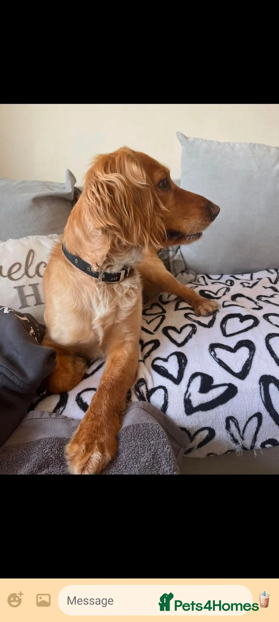 Cocker Spaniel dogs for sale: 5 year old cocker spaniel male - Advert 2