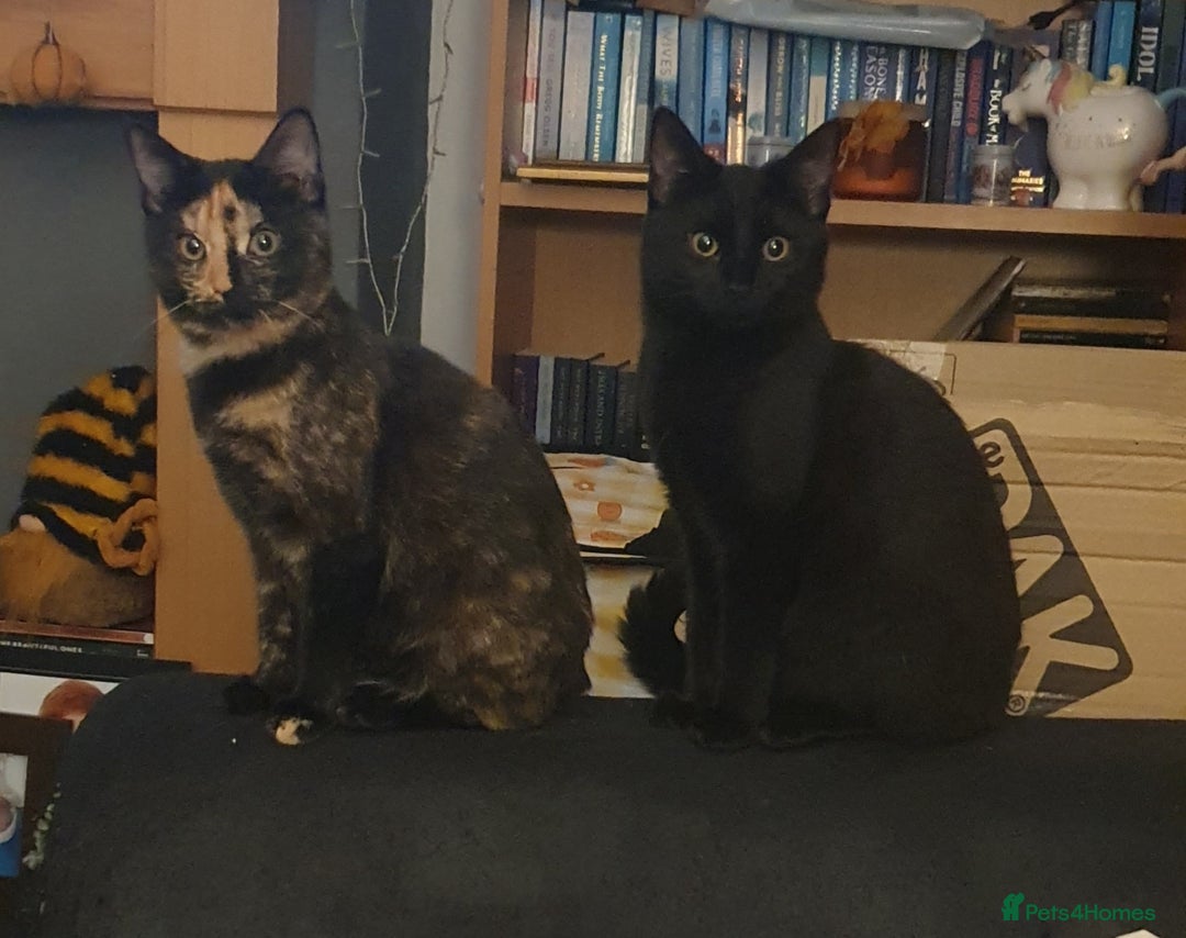 British Shorthair cats for sale: Bonded Pair Of Girl Kittens - Advert 1