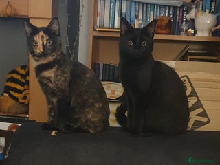 British Shorthair cats for sale: Bonded Pair Of Girl Kittens - Advert 1