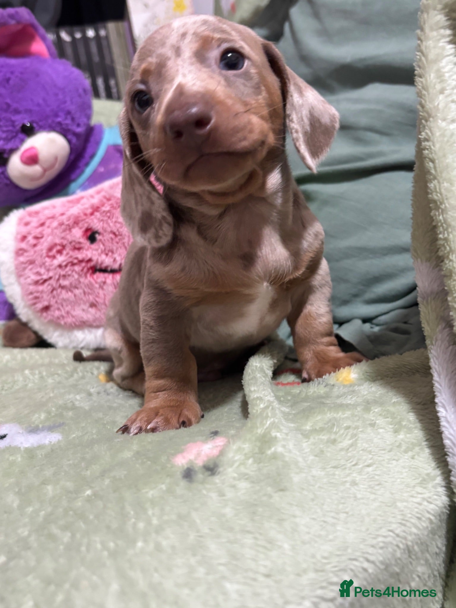 Dachshund dogs 🐾DWKC REG, DACHSHUND PUPPIES - Advert 10